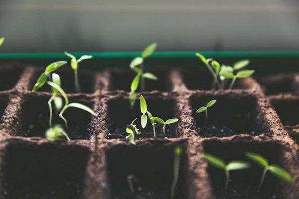 Comment Créer Un Jardin Après Un Déménagement ?