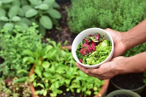 Quelles sont les plantes faciles à cultiver dans son jardin ?