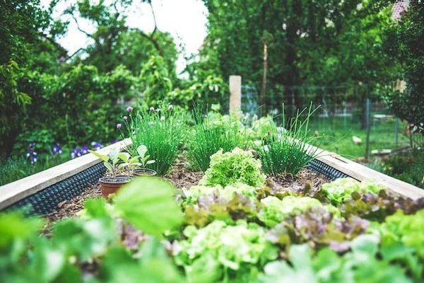 Quels sont les avantages et les inconvénients du jardinage bio ?